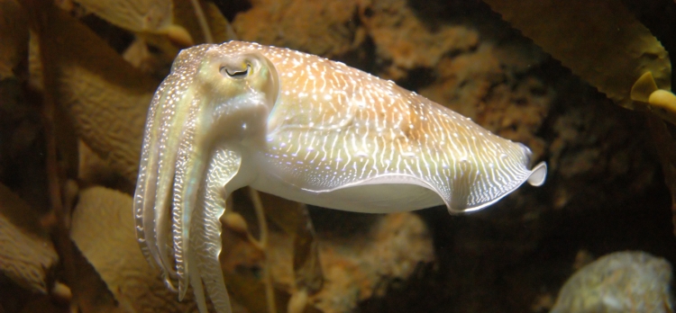 cuttlefish