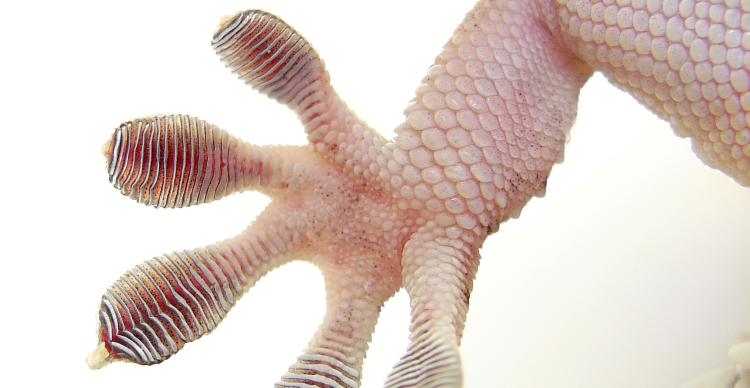 gecko_lamellae