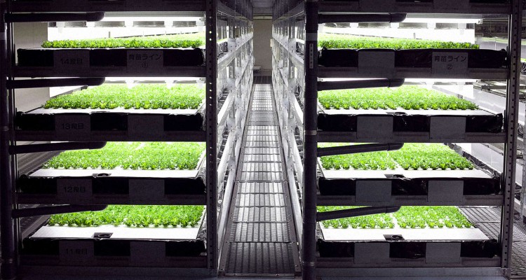 automatizált salátatermesztés